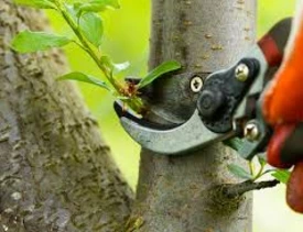 Elagage de verdure